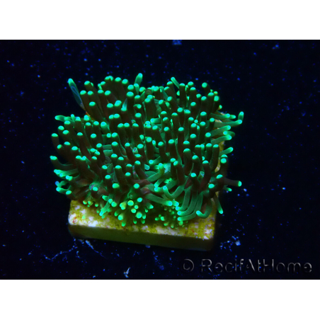 WYSIWYG - RAH Galaxea fascicularis Fireworks 1