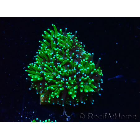 WYSIWYG - RAH Galaxea Green torch yellow tips 2