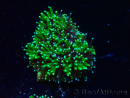 WYSIWYG - RAH Galaxea Green torch yellow tips 2