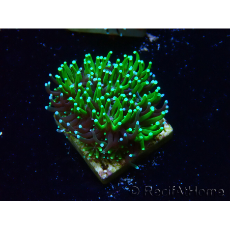 WYSIWYG - RAH Galaxea Green torch yellow tips 6