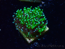 WYSIWYG - RAH Galaxea Green torch yellow tips 6
