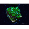 WYSIWYG - RAH Galaxea Green torch yellow tips 6