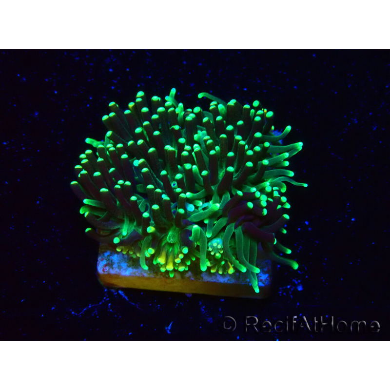 WYSIWYG - RAH Galaxea fascicularis Fireworks 1