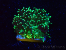 WYSIWYG - RAH Galaxea fascicularis Fireworks 1