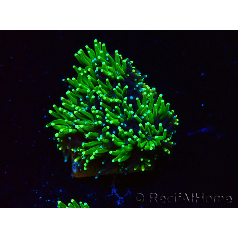 WYSIWYG - RAH Galaxea Green torch yellow tips 2