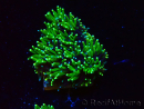 WYSIWYG - RAH Galaxea Green torch yellow tips 2