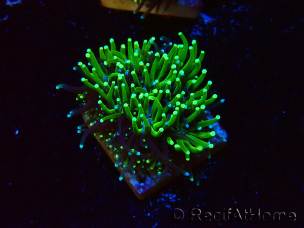 WYSIWYG - RAH Galaxea Green torch yellow tips 6