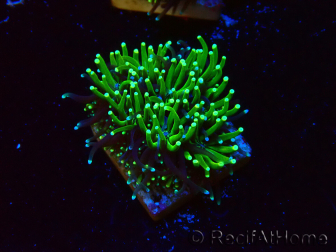 WYSIWYG - RAH Galaxea Green torch yellow tips 6