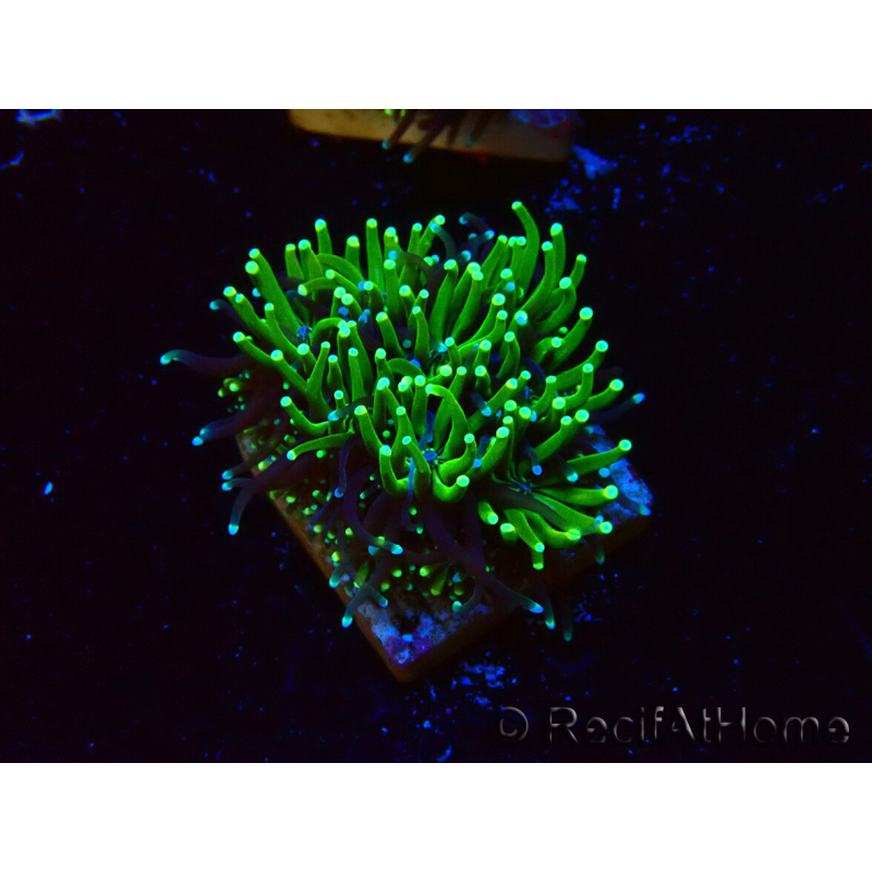 WYSIWYG - RAH Galaxea Green torch yellow tips 6