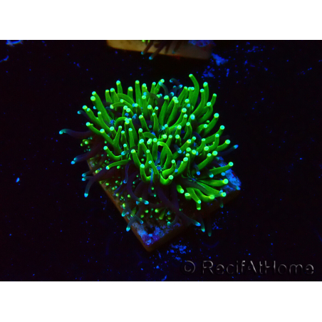WYSIWYG - RAH Galaxea Green torch yellow tips 6