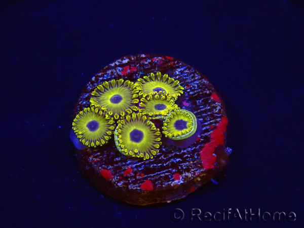 WYSIWYG - Zoanthus Golden Hornet 40