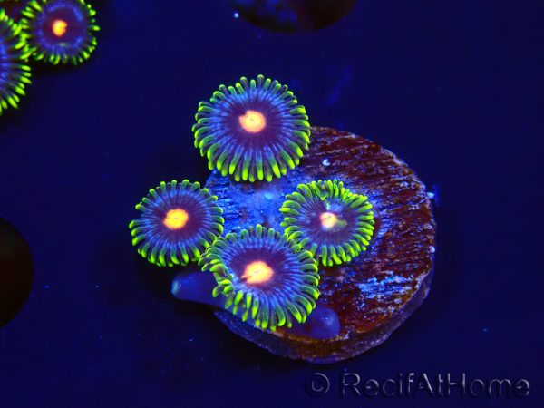 WYSIWYG - Zoanthus Eyes Of Rah 40P5
