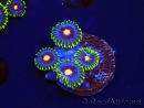 WYSIWYG - Zoanthus Eyes Of Rah