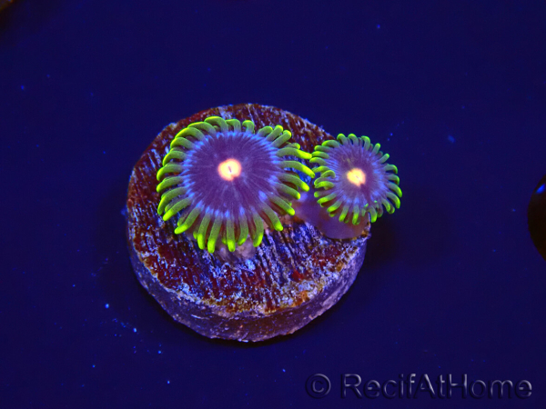 WYSIWYG - Zoanthus Eyes Of Rah