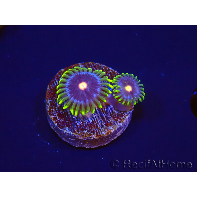 WYSIWYG - Zoanthus Eyes Of Rah 40P6