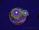 WYSIWYG - Zoanthus Eyes Of Rah