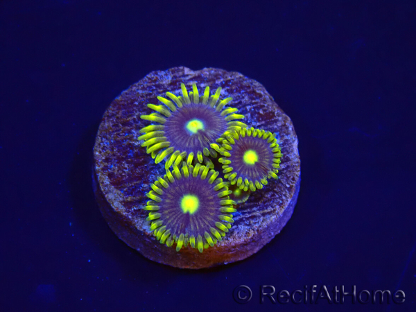WYSIWYG - Zoanthus Blue Daisy