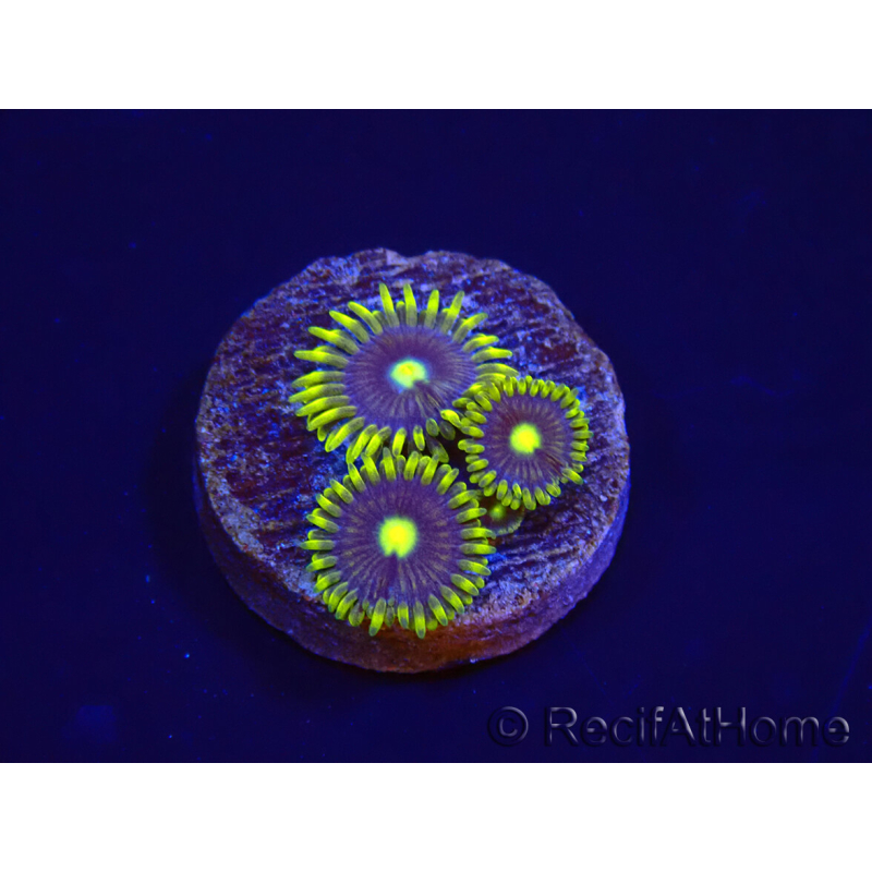 WYSIWYG - Zoanthus Blue Daisy