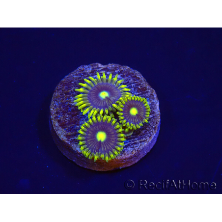 WYSIWYG - Zoanthus Blue Daisy 40P11