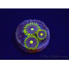 WYSIWYG - Zoanthus Blue Daisy