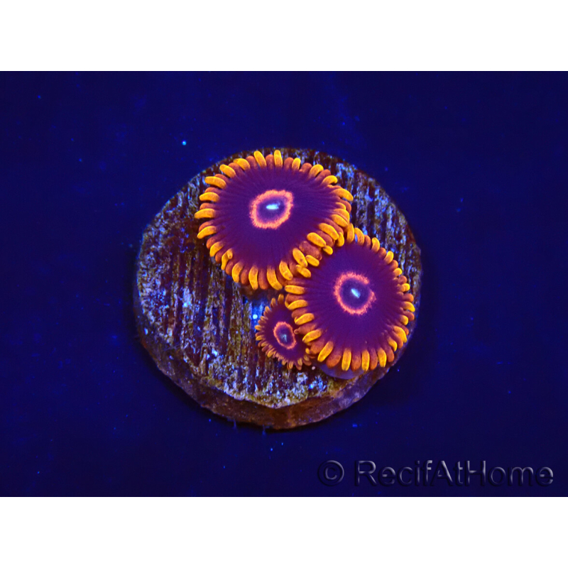 Zoanthus Red Hornet 2-4 Polypes