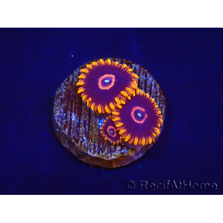 Zoanthus Red Hornet 2-4 Polypes