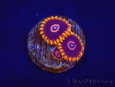 Zoanthus Red Hornet 2-4 Polypes