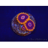 Zoanthus Red Hornet 2-4 Polypes