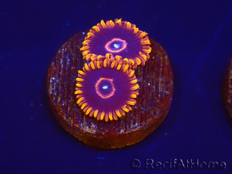 Zoanthus Red Hornet 2-4 Polypes
