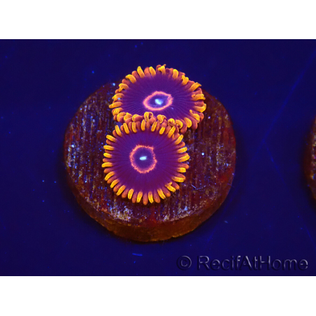 Zoanthus Red Hornet 2-4 Polypes