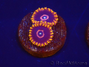 Zoanthus Red Hornet 2-4 Polypes