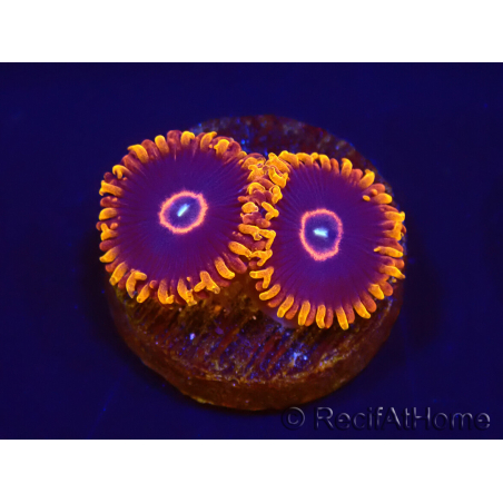 Zoanthus Red Hornet 2-4 Polypes