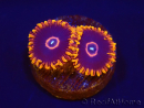 Zoanthus Red Hornet 2-4 Polypes