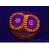 Zoanthus Red Hornet 2-4 Polypes