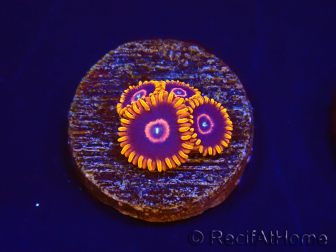 Zoanthus Red Hornet 2-4 Polypes