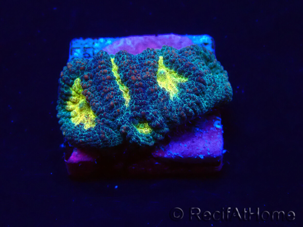 WYSIWYG - Favia Pot Of Gold 3D2