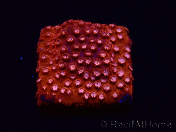 WYSIWYG - RAH Cyphastrea Moon Rocks 3O1