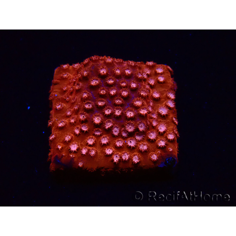 WYSIWYG - RAH Cyphastrea Moon Rocks 3O1