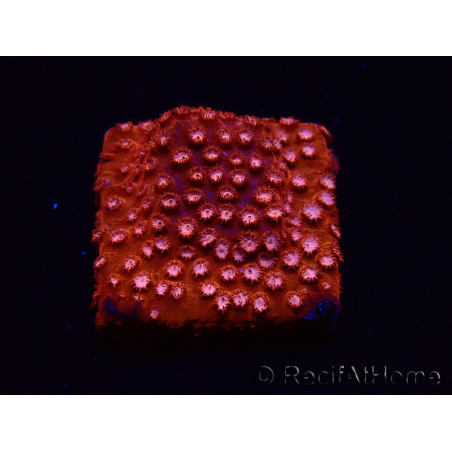 WYSIWYG - RAH Cyphastrea Moon Rocks 3O1