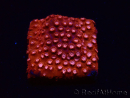 WYSIWYG - RAH Cyphastrea Moon Rocks 3O1