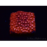 WYSIWYG - RAH Cyphastrea Moon Rocks 3O1