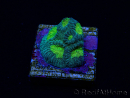 WYSIWYG - RAH Favites Baby Breath 3G2