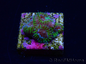 WYSIWYG - RAH Favia Red Barcode 3I2