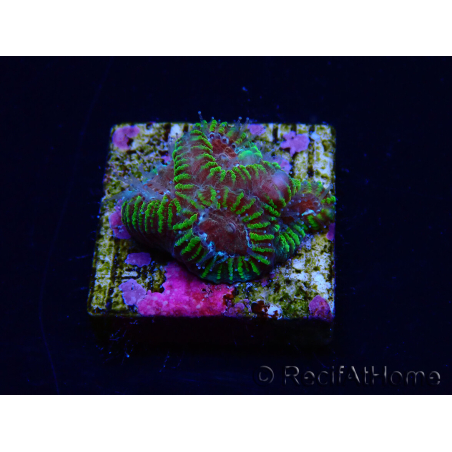 WYSIWYG - RAH Favia Red Barcode 3I2