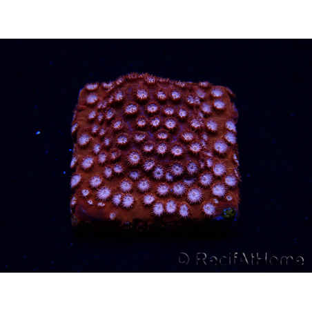 WYSIWYG - RAH Cyphastrea Moon Rocks 3O1