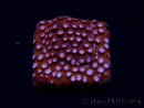 WYSIWYG - RAH Cyphastrea Moon Rocks 3O1