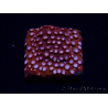 WYSIWYG - RAH Cyphastrea Moon Rocks 3O1