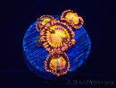 WYSIWYG - Zoanthus Fairy Muncher 30D1