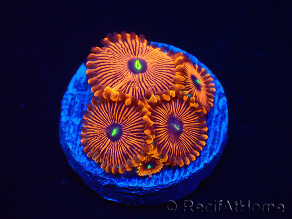 WYSIWYG - Zoanthus Red PPE 2A5