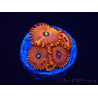 WYSIWYG - Zoanthus Red PPE 2A5